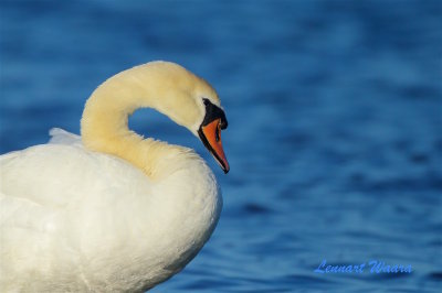 Knlsvan / Mute Swan