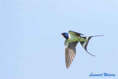 Ladusvala / Barn Swallow