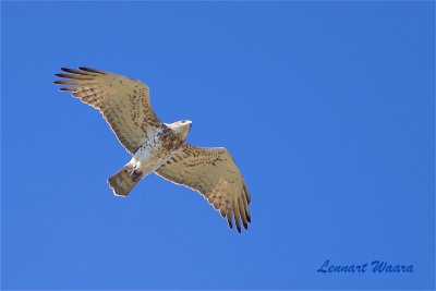 Ormrn / Short-toed Eagle