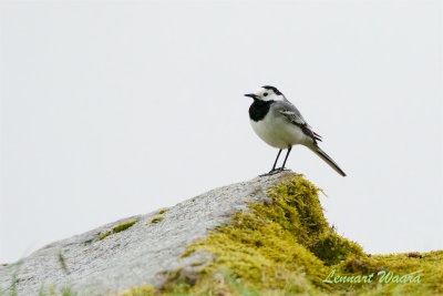 Sdesrla / White Wagtail