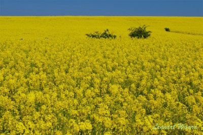 Rapsflt i maj / Rapefield in may