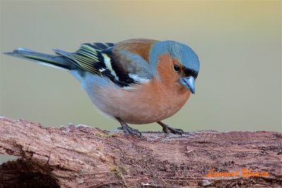 Bofink / Common Chaffinch male