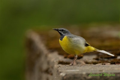 Forsrla / Grey Wagtail