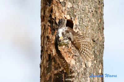 Tretig hackspett / Three-toad Woodpecker