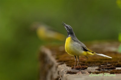 Forsrla / Grey Wagtail