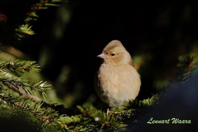 Bofink / Common Chaffinch female