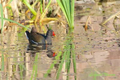 Rrhna / Common Moorhen