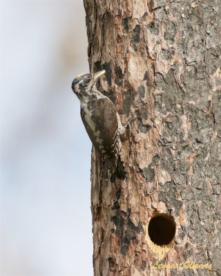 Tretig hackspett / Three-toad Woodpecker male