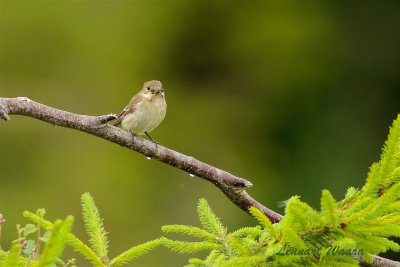 Svartvit flugsnappare / European Pied Flycatcher female