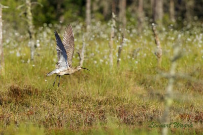 Storspov / Eurasian Curlew