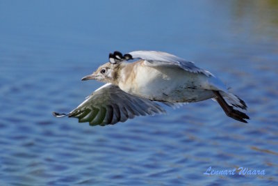 Skrattms / Black-headed Gull jus.