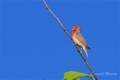 Rosenfink / Common Rosefinch