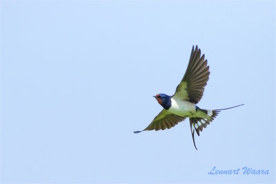 Ladusvala / Barn Swallow