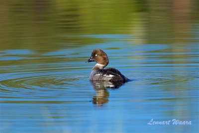 Knipa hona / Common Goldeneye  female