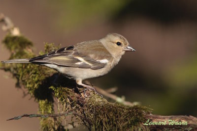 Bofink / Common Chaffinch female