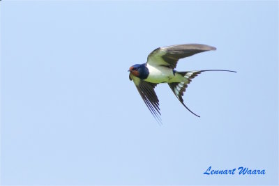 Ladusvala / Barn Swallow