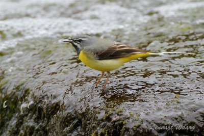 Forsrla / Grey Wagtail