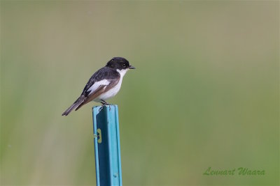 Svartvit flugsnappare / European Pied Flycatcher male