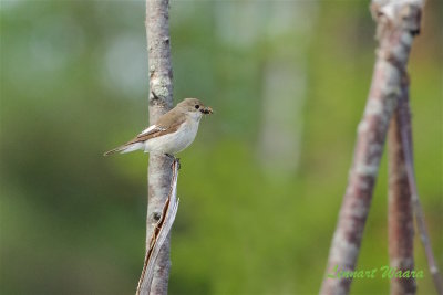 Svartvit flugsnappare / European Pied Flycatcher female