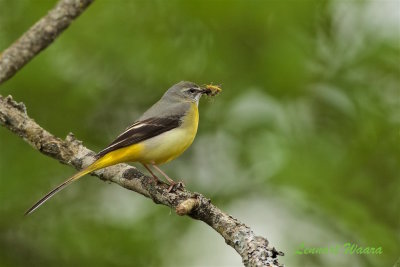 Forsrla / Grey Wagtail