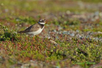 Större strandpipare / Common Ringed Plover