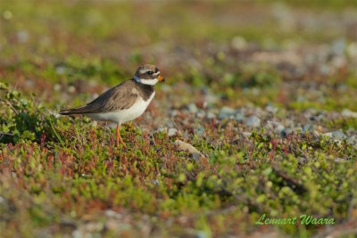 Strre strandpipare / Common Ringed Plover