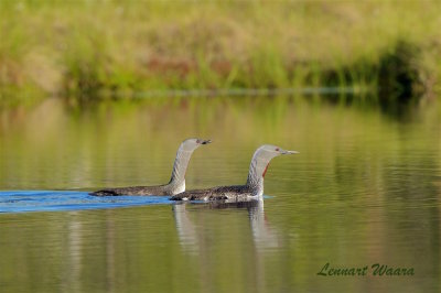Smlom / Red-throated Loon