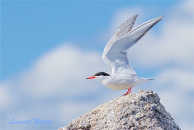 Fisktrna / Common Tern