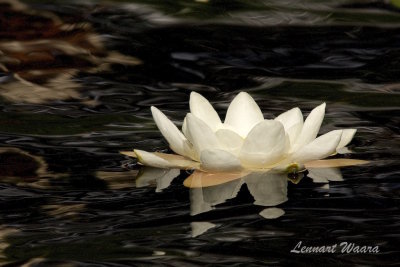 Vit nckros / White Water Lily