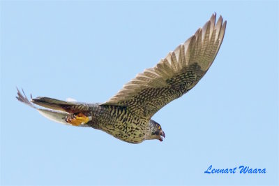 Jaktfalk / Gyr Falcon