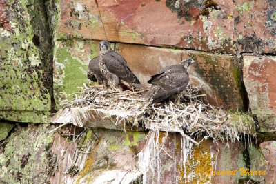 Jaktfalk / Gyr Falcon / juv