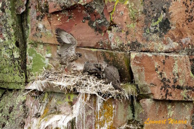 Jaktfalk / Gyr Falcon / juv