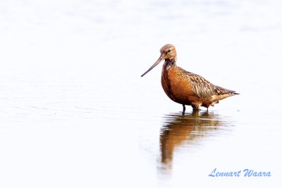 Myrspov / Bar-tailed Godwit