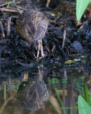 Vattenrall / Water Rail