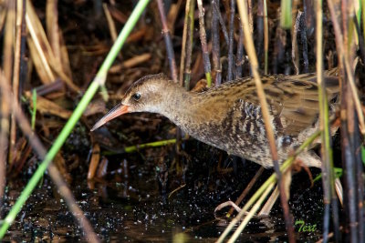 Vattenrall / Water Rail