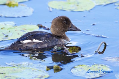 Knipa hona / Common Goldeneye juv.