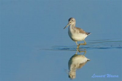 Gluttsnppa / Common Greenshank