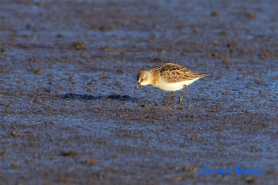 Smsnppa / Little Stint