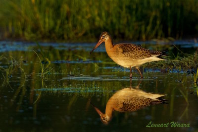 Rdspov islandica / Black-tailed Godwit