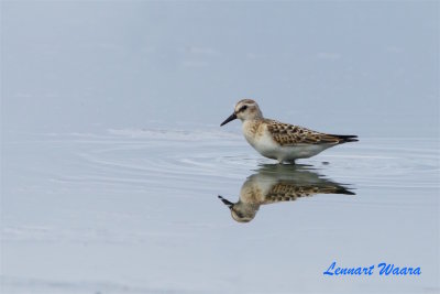 Smsnppa / Little Stint