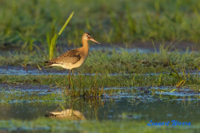 Rdspov islandica / Black-tailed Godwit