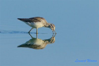 Gluttsnppa / Common Greenshank