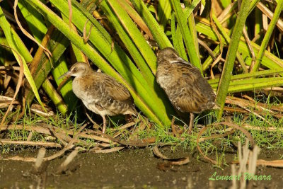 Vattenrall synkroniserade syskon IV / Water Rail