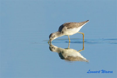 Gluttsnppa / Common Greenshank