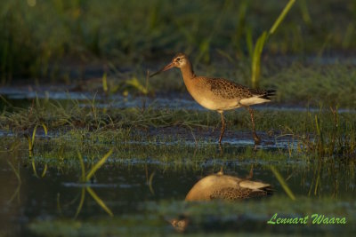 Rdspov islandica / Black-tailed Godwit