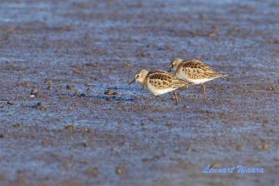 Smsnppa / Little Stint