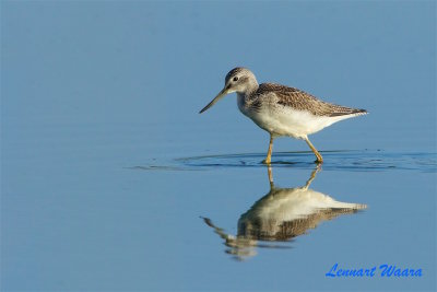 Gluttsnppa / Common Greenshank