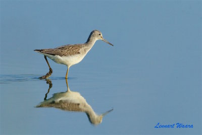 Gluttsnäppa / Common Greenshank