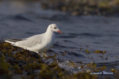 Skrattms / Black-headed Gull