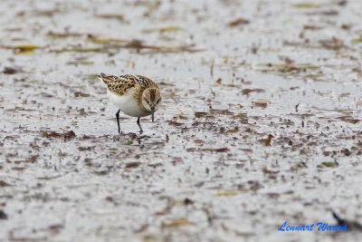 Smsnppa / Little Stint